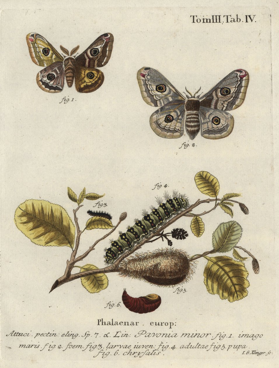 Okänd bild av Johann Georg Klinger
