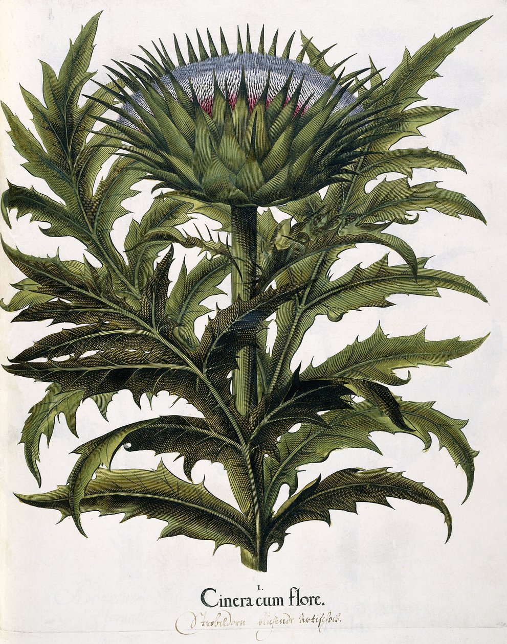 Cinera Cum Flore, 1613 av Johann Georg Ziesenis
