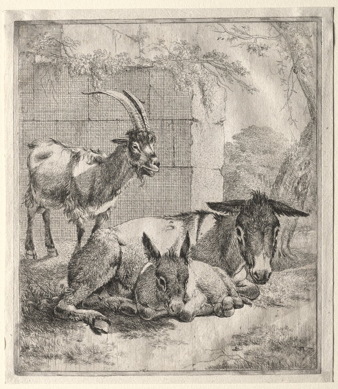 Get och åsnor. av Johann Heinrich Roos