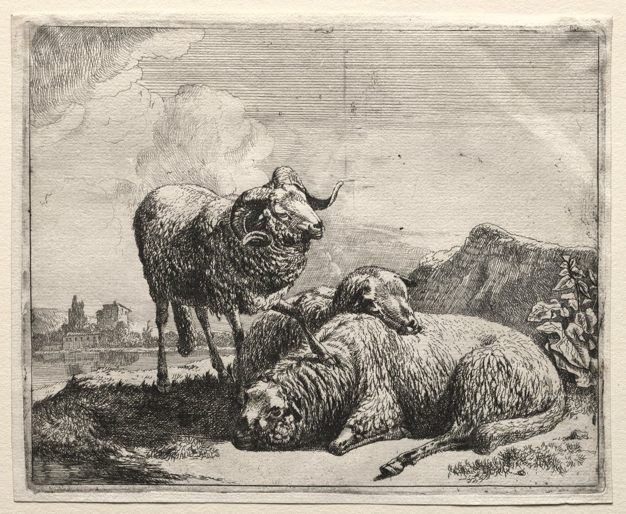 Vädur och två får, 1665. av Johann Heinrich Roos