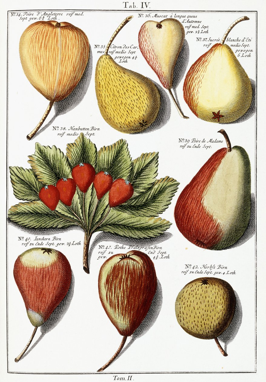 Olika päronarter, 1760-1766 av Johann Hermann Knoop