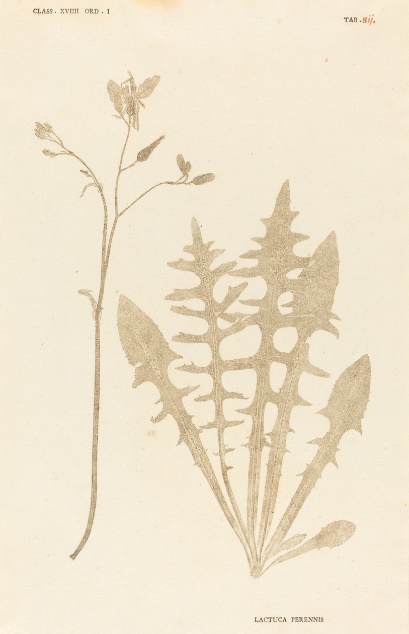 Perenn sallad av Johann Hieronymus Kniphof