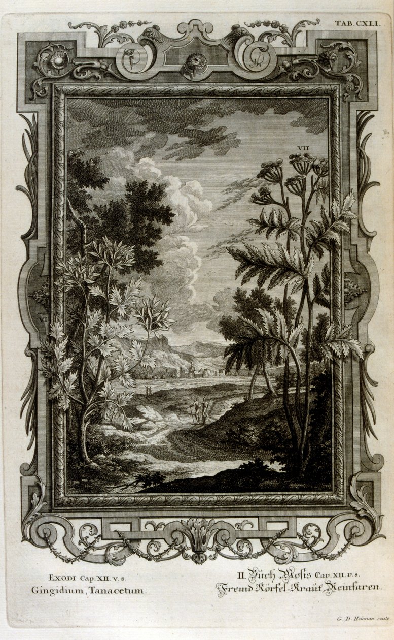 swedish av Johann Jakob Scheuchzer
