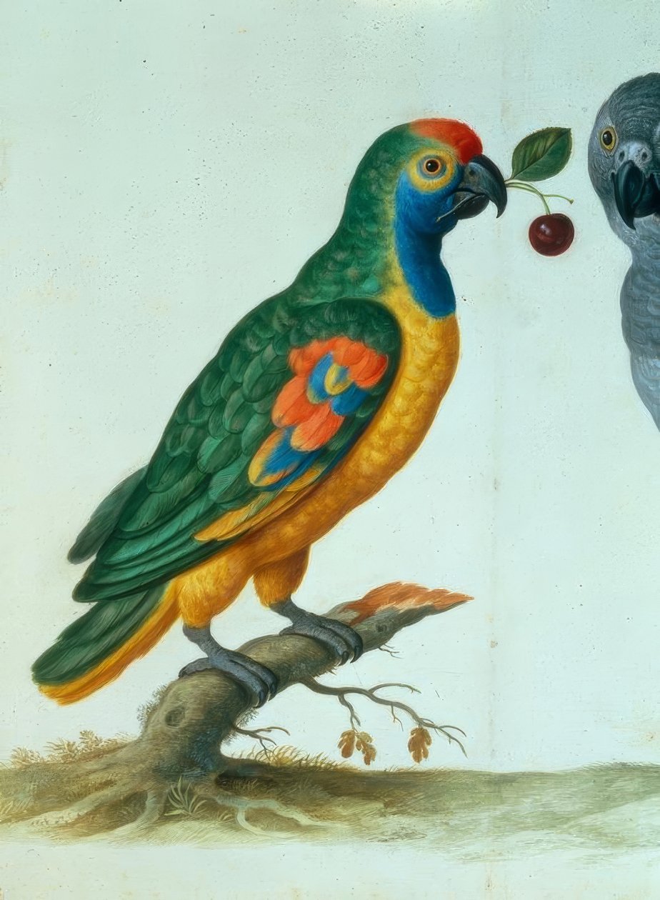 Amazon papegoja / Walther av Johann Jakob Walther