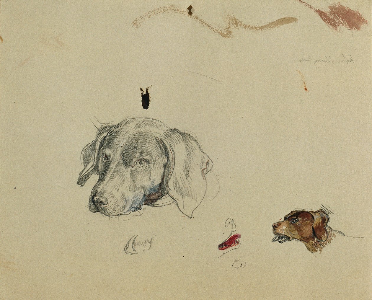 hundstudie av Johann Peter Krafft
