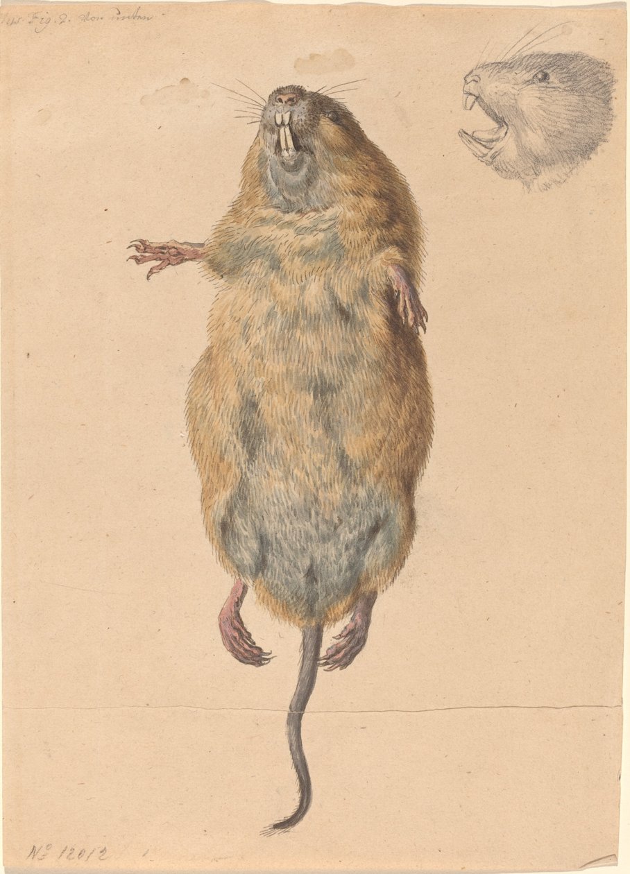 En fältmus, underifrån av Johann Rudolph Schellenberg