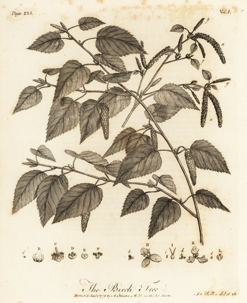Dunbjörk, Betula pubescens. av Johann Sebastien Muller