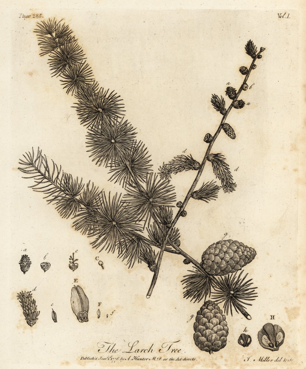 Europeisk lärk, Larix decidua. av Johann Sebastien Muller