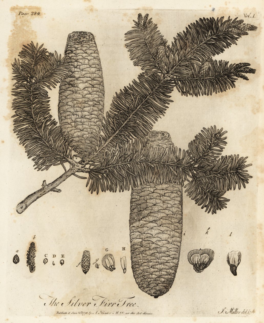 Europeisk silvergran, Abies alba. av Johann Sebastien Muller