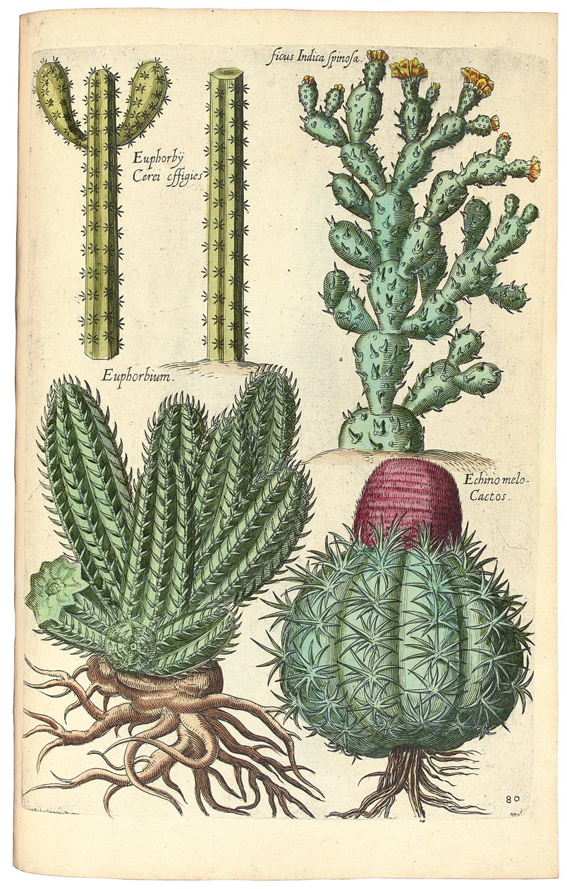 Kaktusar, 1641 av Johann Theodor de Bry