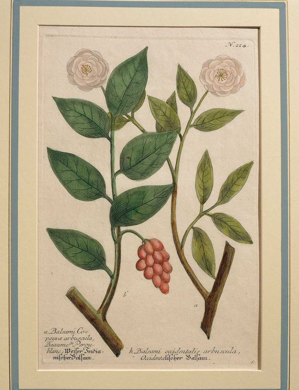 Västerländsk balsambuske, färgad gravyr av Johann Wilhelm Weinmann