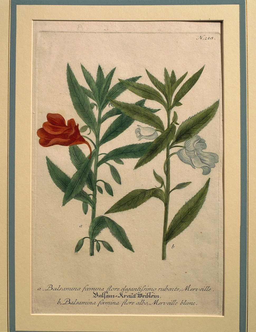 Impatiens, färgad gravyr av Johann Wilhelm Weinmann