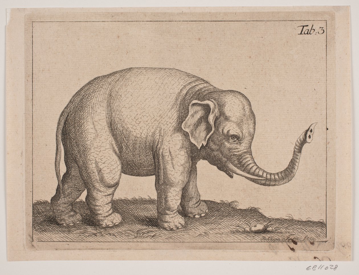 En elefant av Johanna Fosie