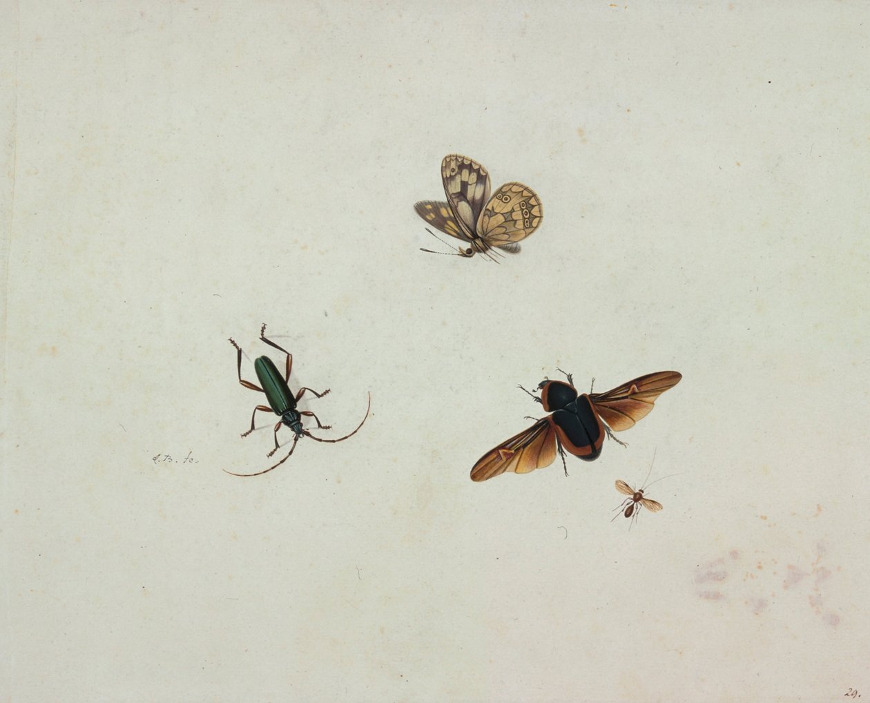 Fyra insekter av Johannes Bronkhorst