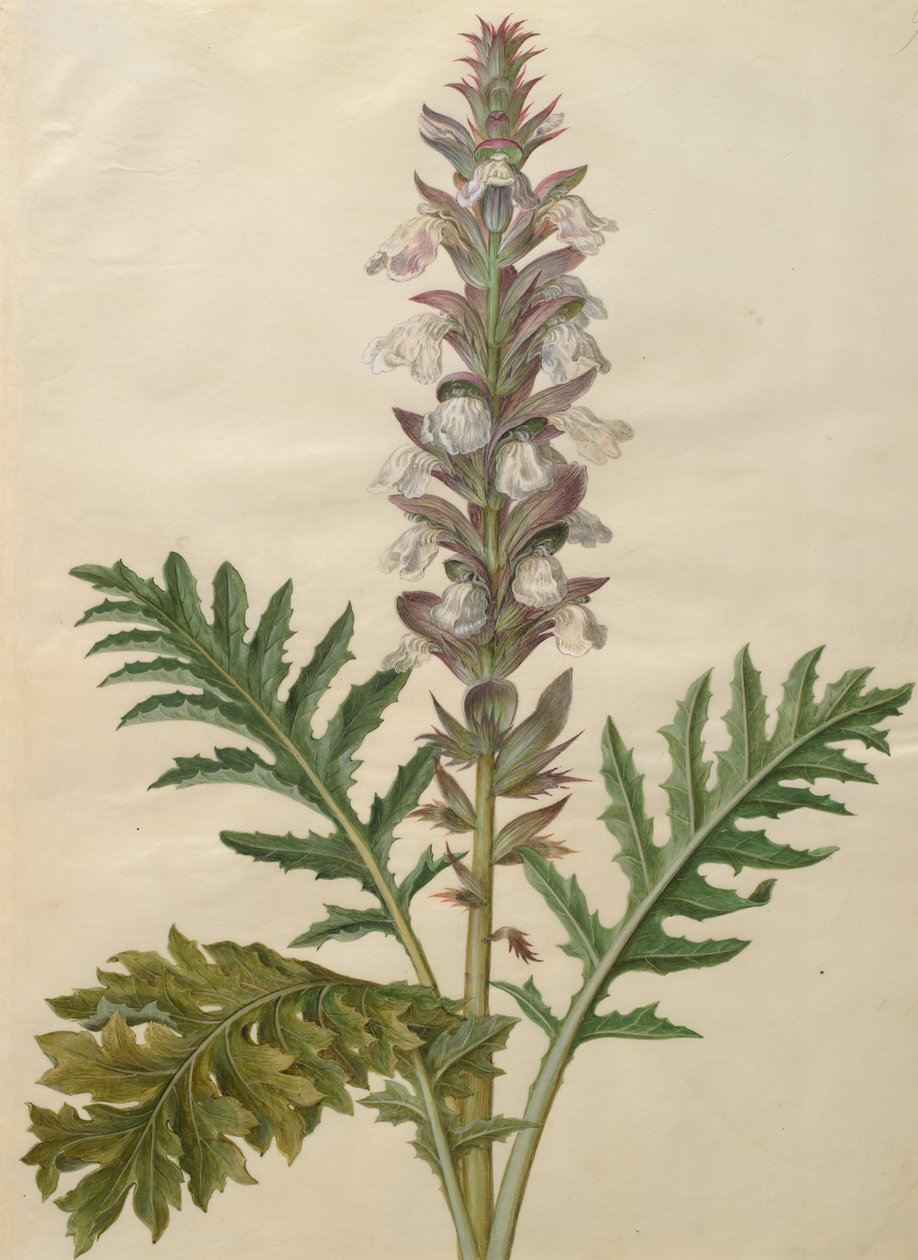 Acanthus mollis av Johannes Simon Holtzbecher