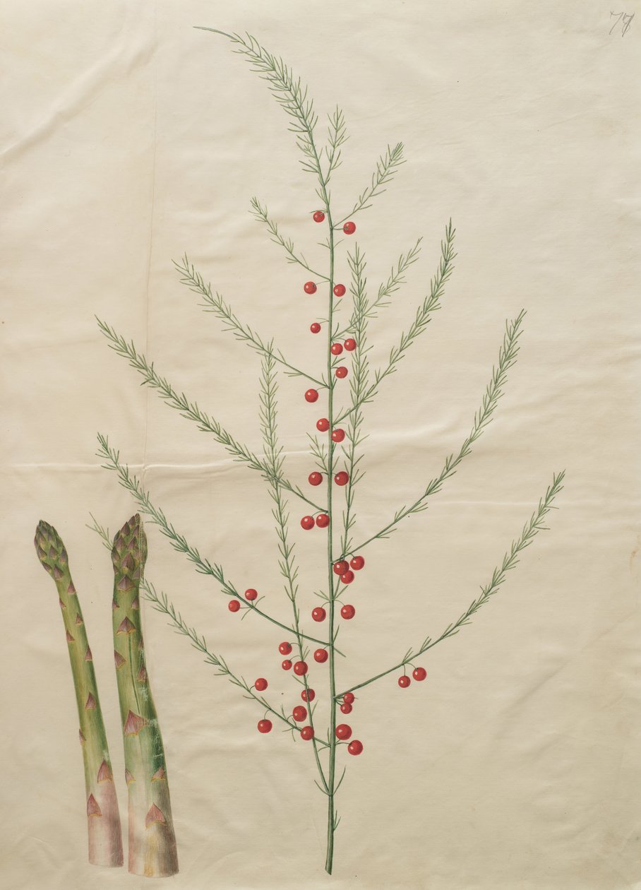 Asparagus officinalis av Johannes Simon Holtzbecher