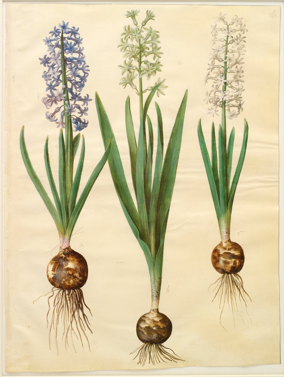 Hyacinthoides orientalis simp et pl av Johannes Simon Holtzbecker