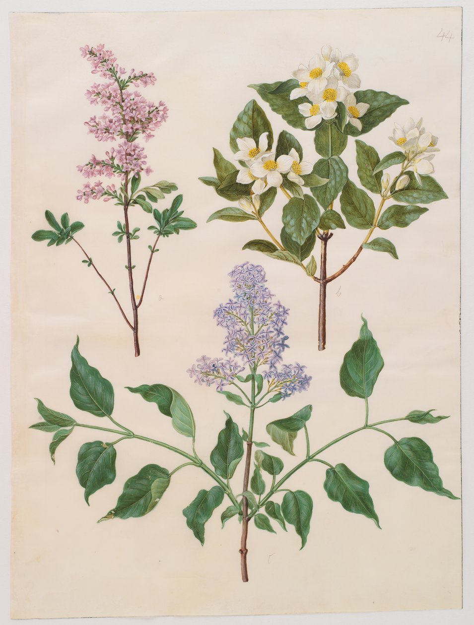 Syringa x persica; Philadelphus coronarius; Syringa vulgaris av Johannes Simon Holtzbecker