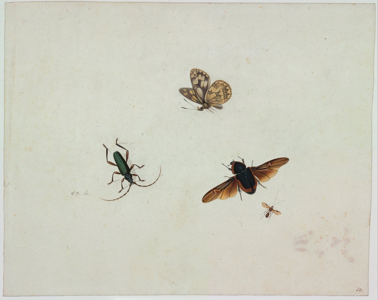 Fyra insekter, Slutet av 1600-talet. av Johannes Bronkhorst