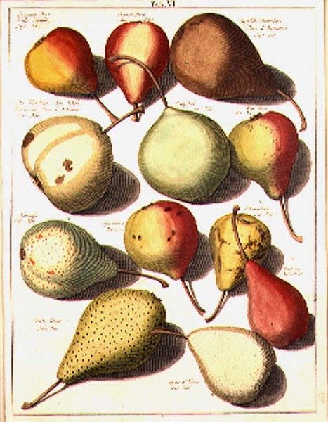 Päron, av Seligman av Johannes Hendrik (after) Knoop