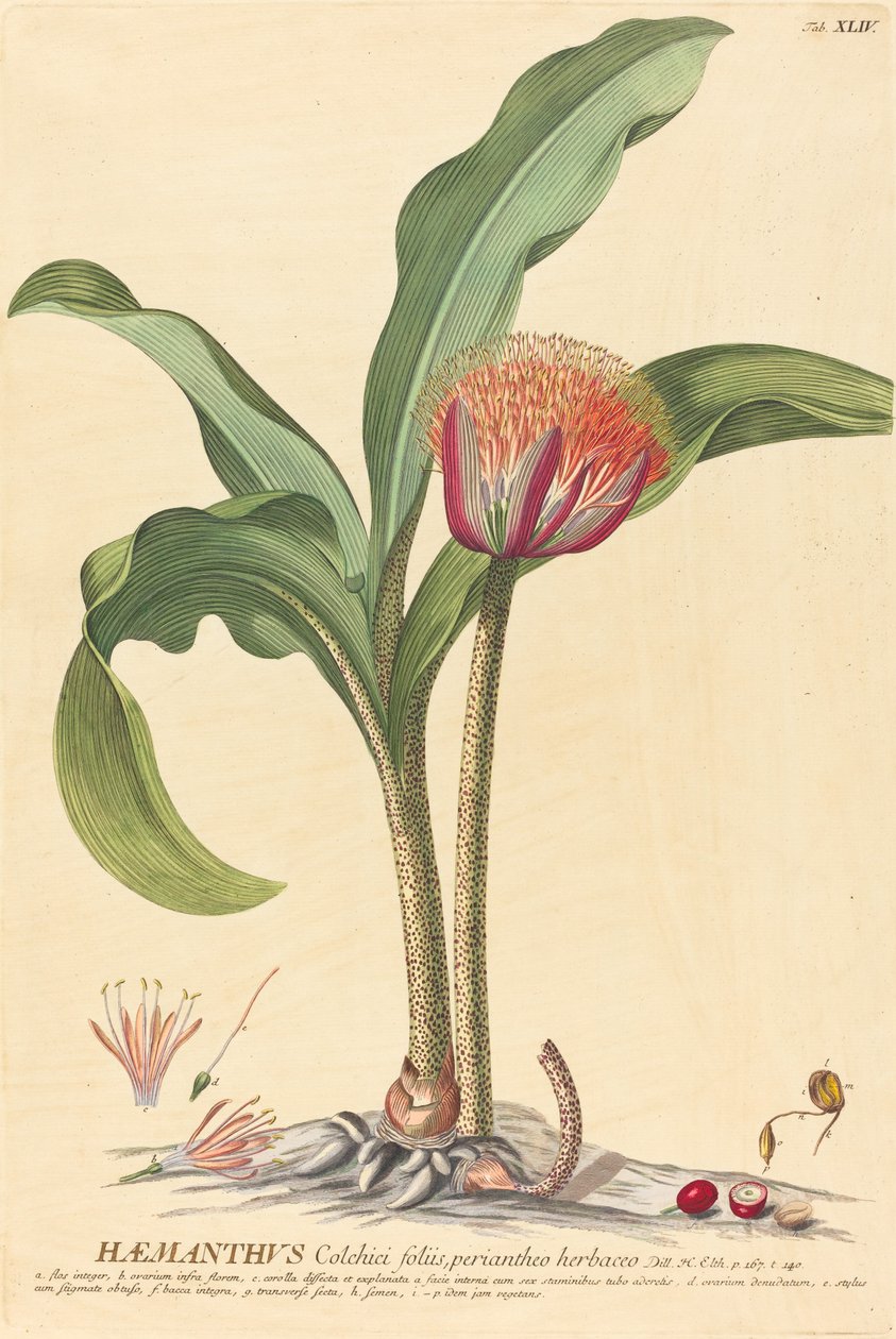 Haemanthus av Johannes Jacob Haid and Johannes Elias Haid after Georg Ehret
