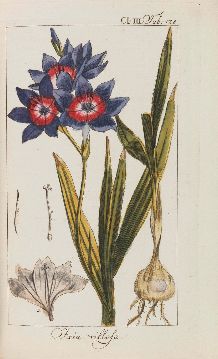 Urval av vackra och sällsynta växter, 1795-1798. av Johannes Zorn