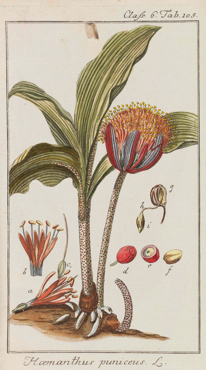 Urval av vackra och sällsynta växter, 1795-1798. av Johannes Zorn