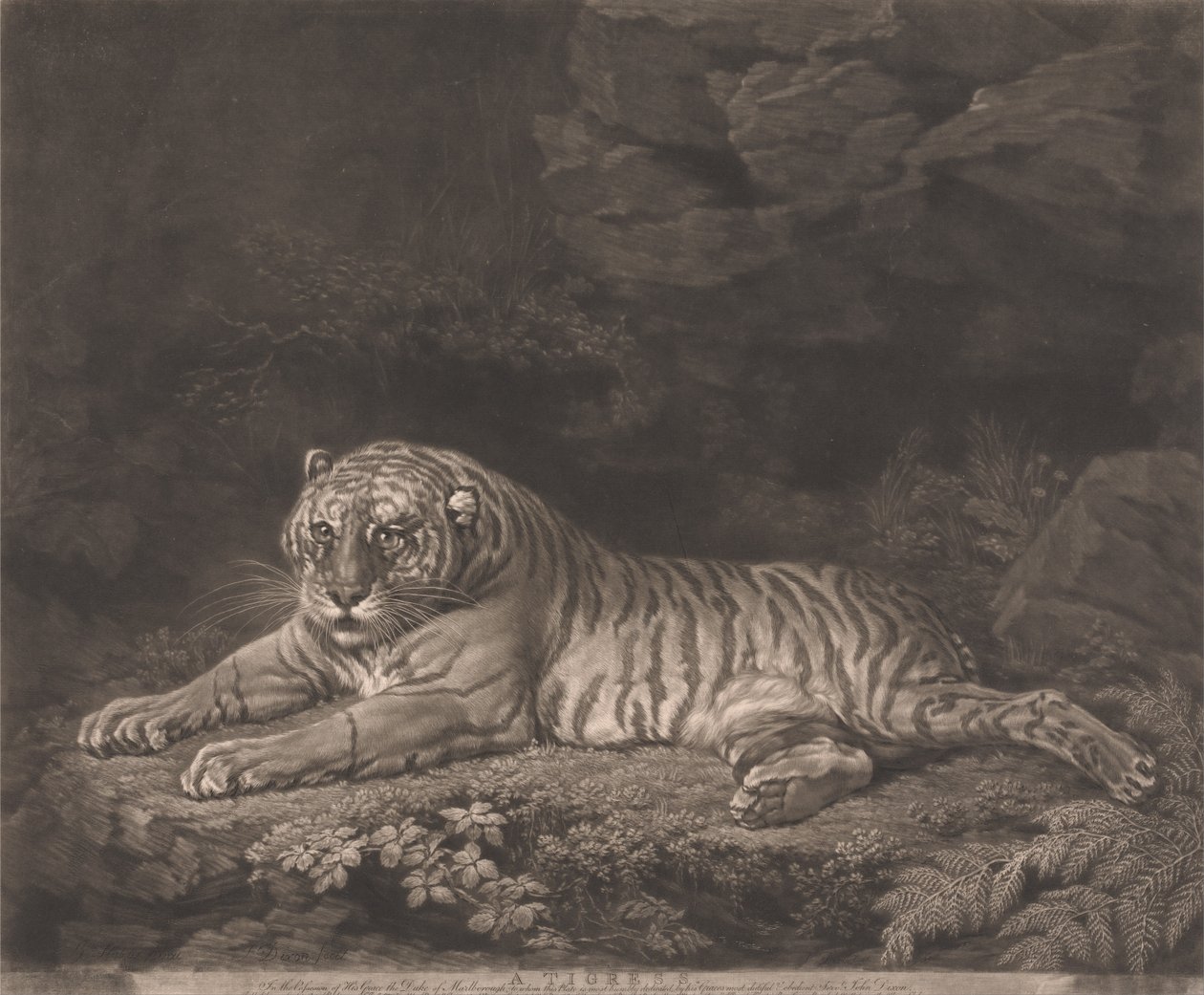 En tiger av John Dixon