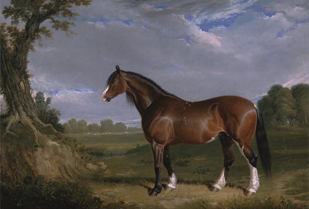 A Clydesdale Stallion av John F. Herring