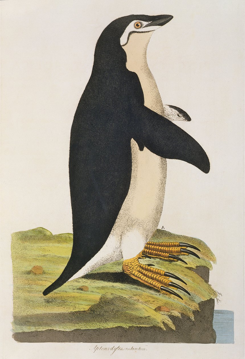 "Aptenodytes Antarctica", illustration från "Cimelia Physica. Figures of rare and curious quadrupeds, birds..." publicerad 1796 (handkolorerad gravyr). av John Frederick Miller