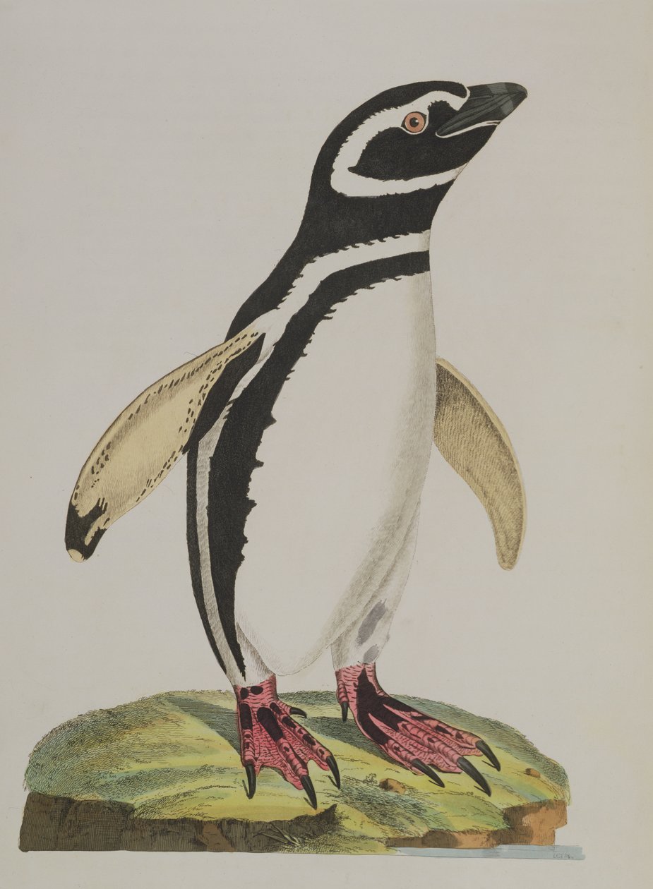 Illustration av en pingvin från 