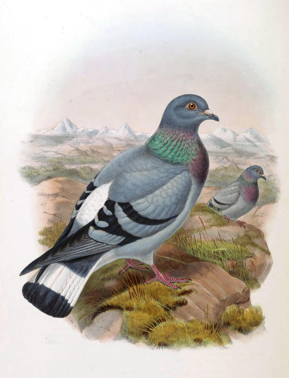 Klippduva (Columba rupestris) av John Gould