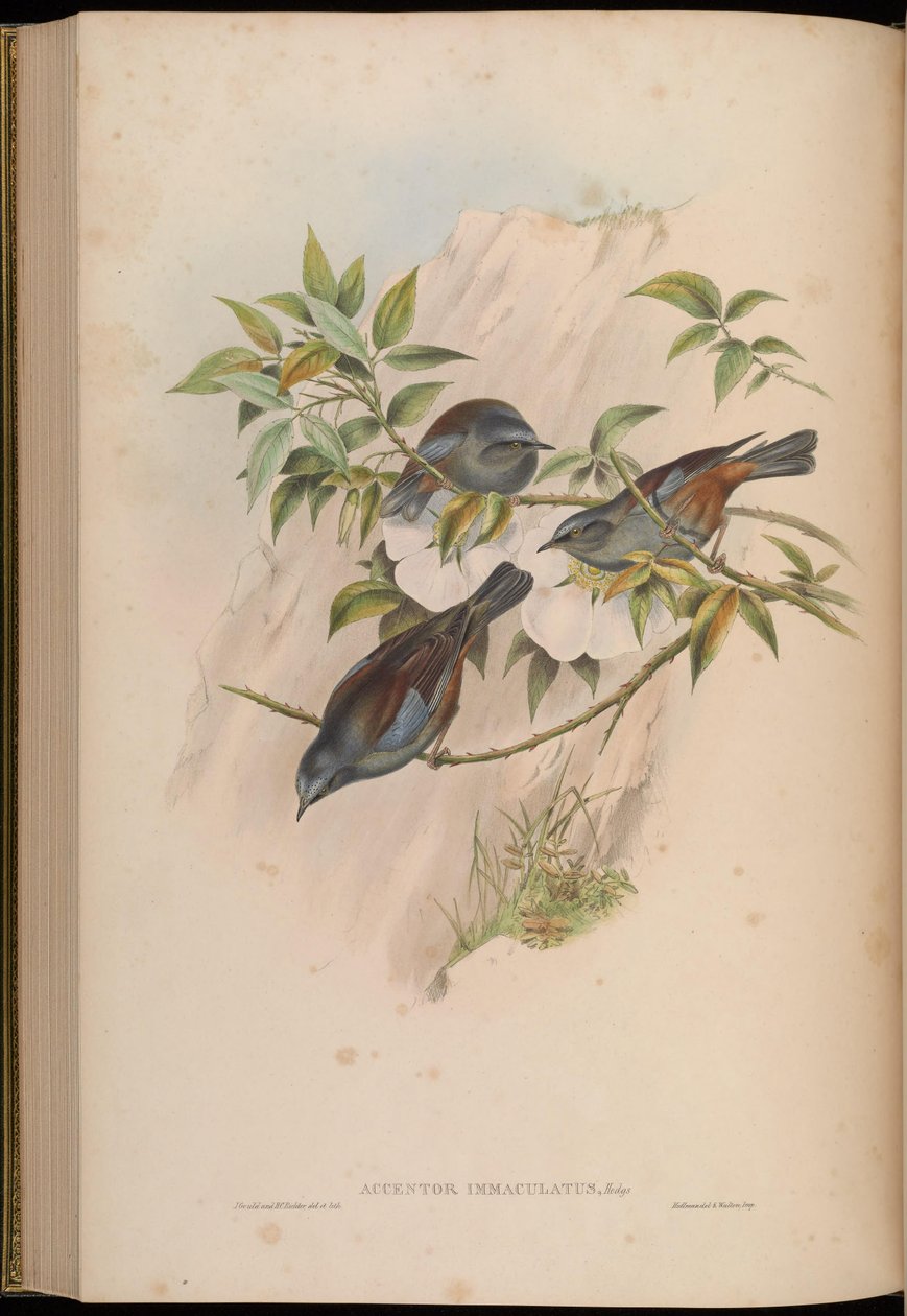 Accentor immaculatus = Prunella immaculata av John Gould