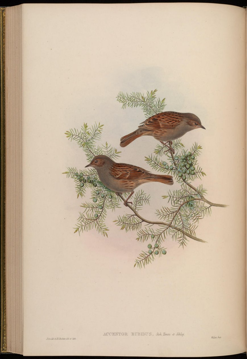 Accentor rubidus = Prunella rubida av John Gould