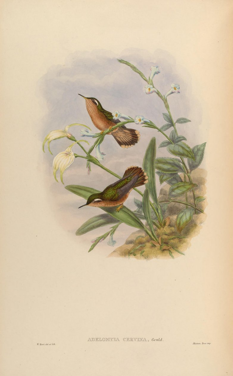 Adelomyia cervina = Adelomyia melanogenys cervina av John Gould