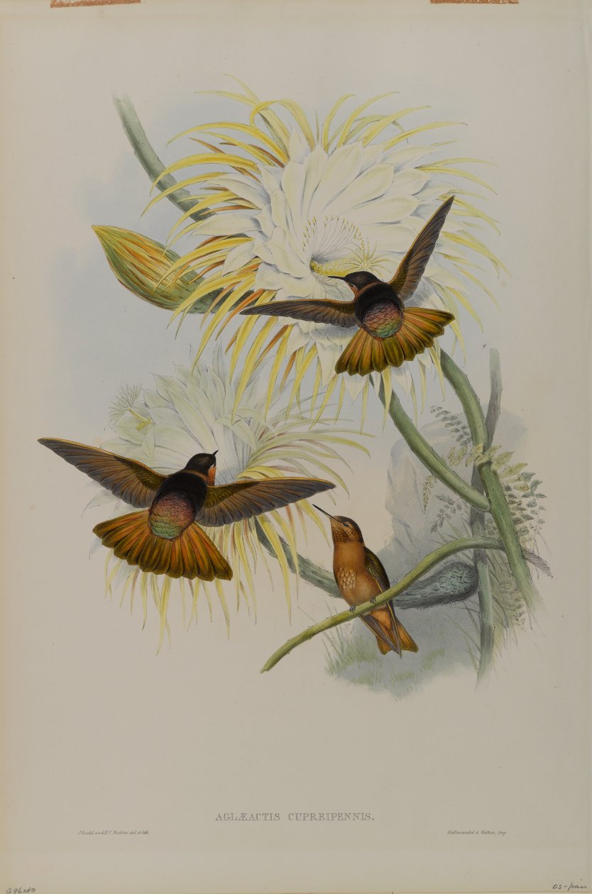 Aglaeactis Cupreipennis av John Gould