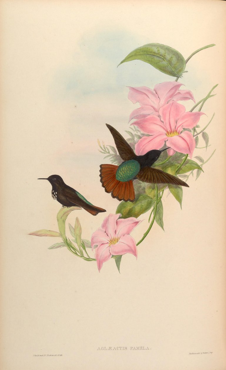 Aglaeactis pamela av John Gould