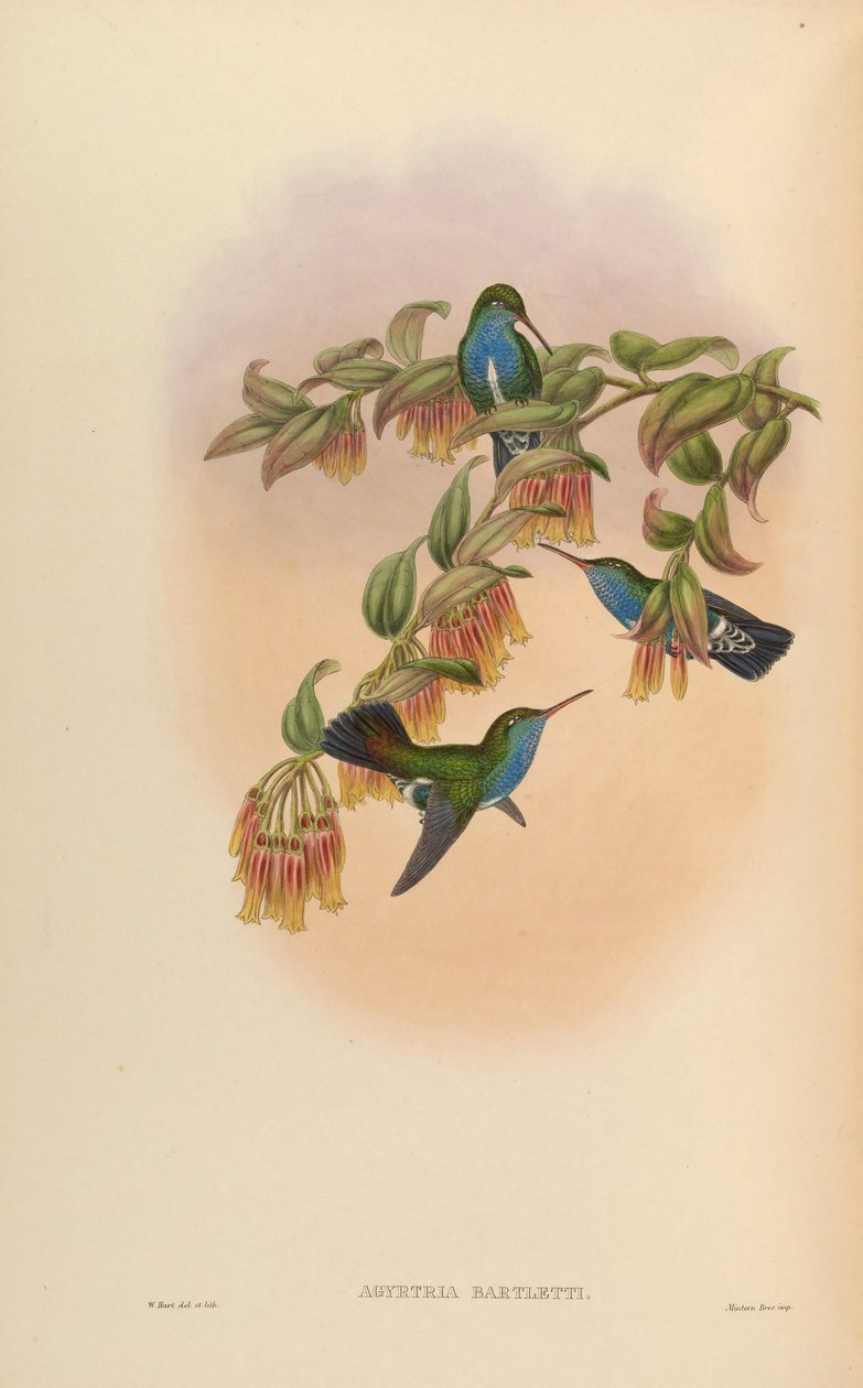 Agyrtria bartletti = Amazilia lactea bartletti av John Gould