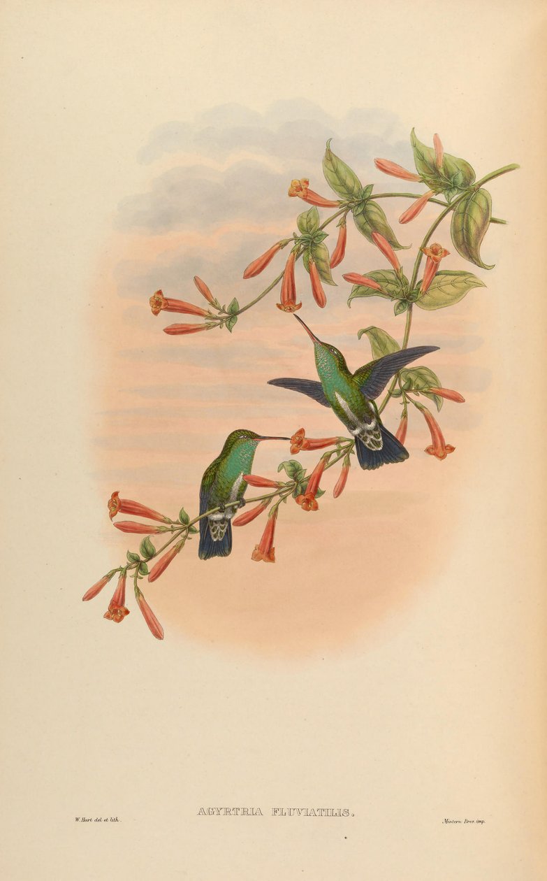 Agyrtria fluviatilis = Amazilia fimbriata apicalis av John Gould