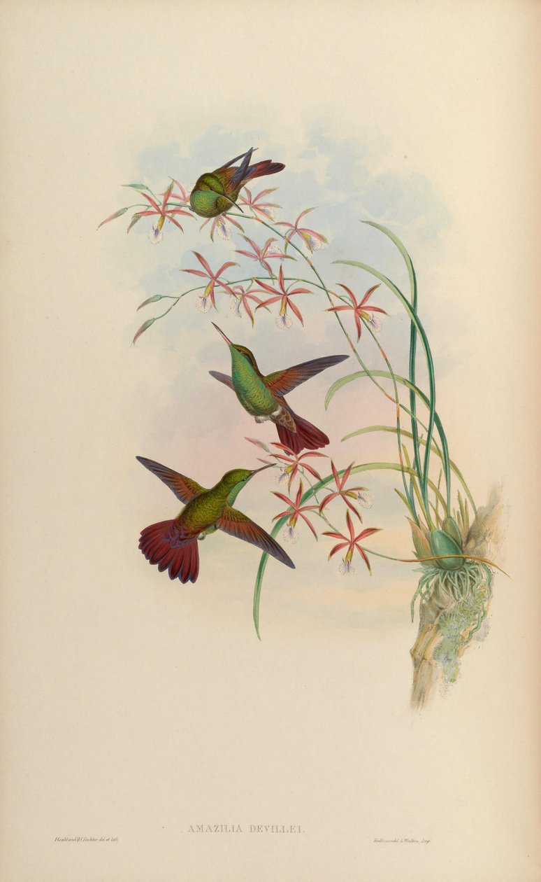 Amazilia devillei = Amazilia beryllina devillei av John Gould
