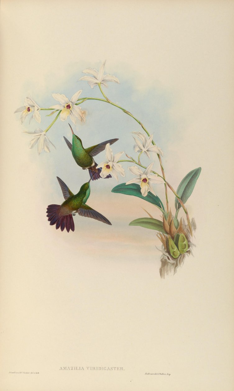 Amazilia viridigaster av John Gould