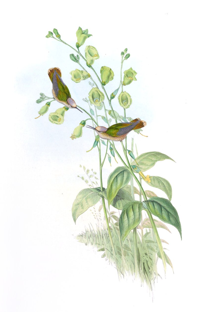 Anthocephala floriceps = Syn av John Gould