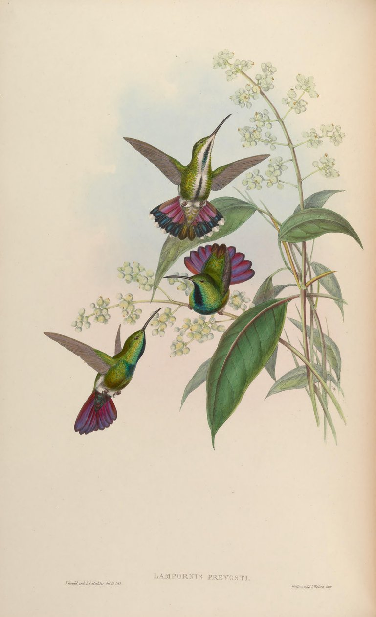 Anthraktnors runt av John Gould