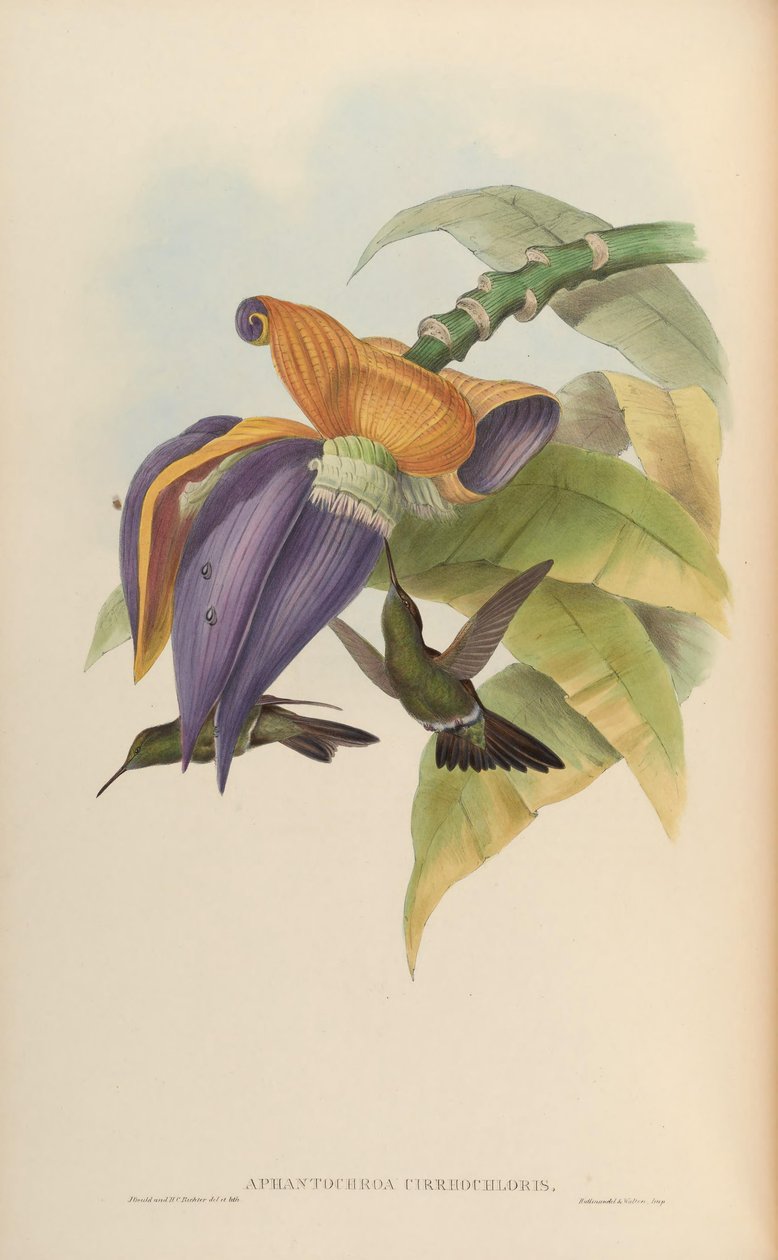 Aphantochroa cirrochloris av John Gould