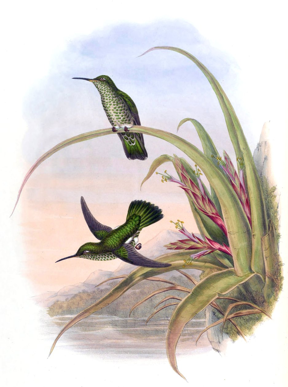 Aphantochroa hyposticta = Taphrospilus hypostictus av John Gould
