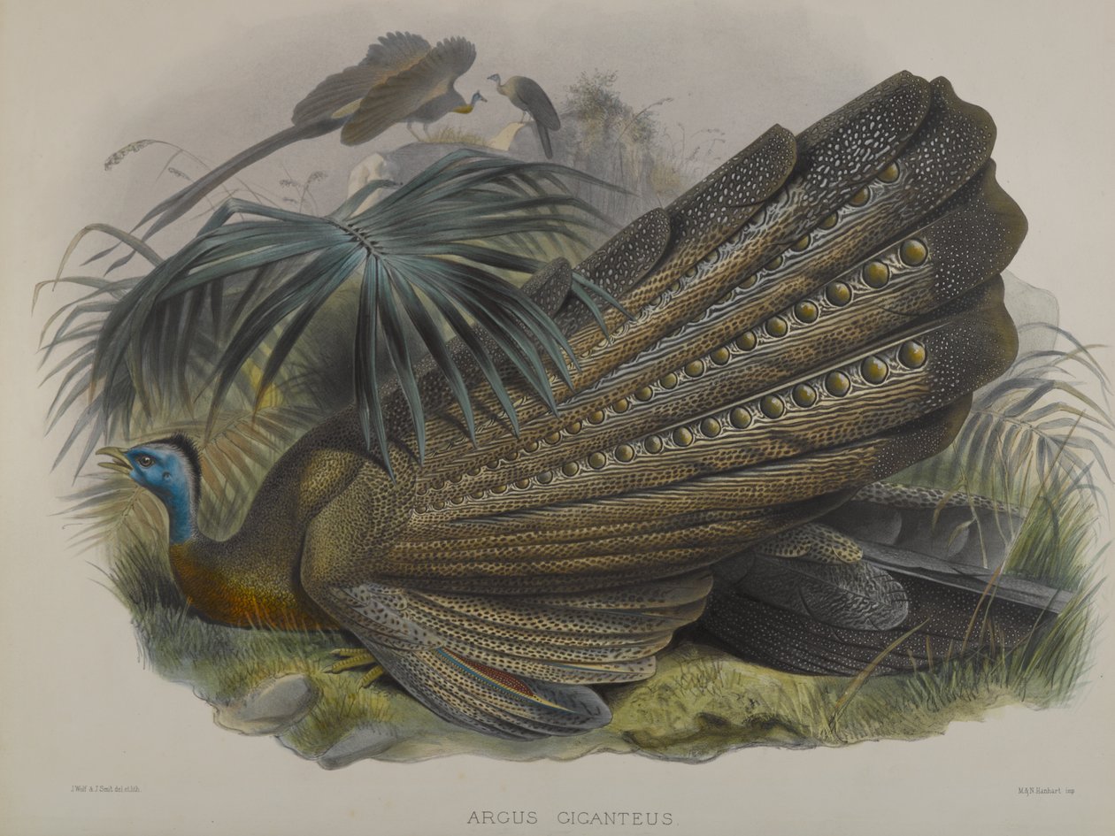 Argus Giganteus: Stor Argusfasan av John Gould