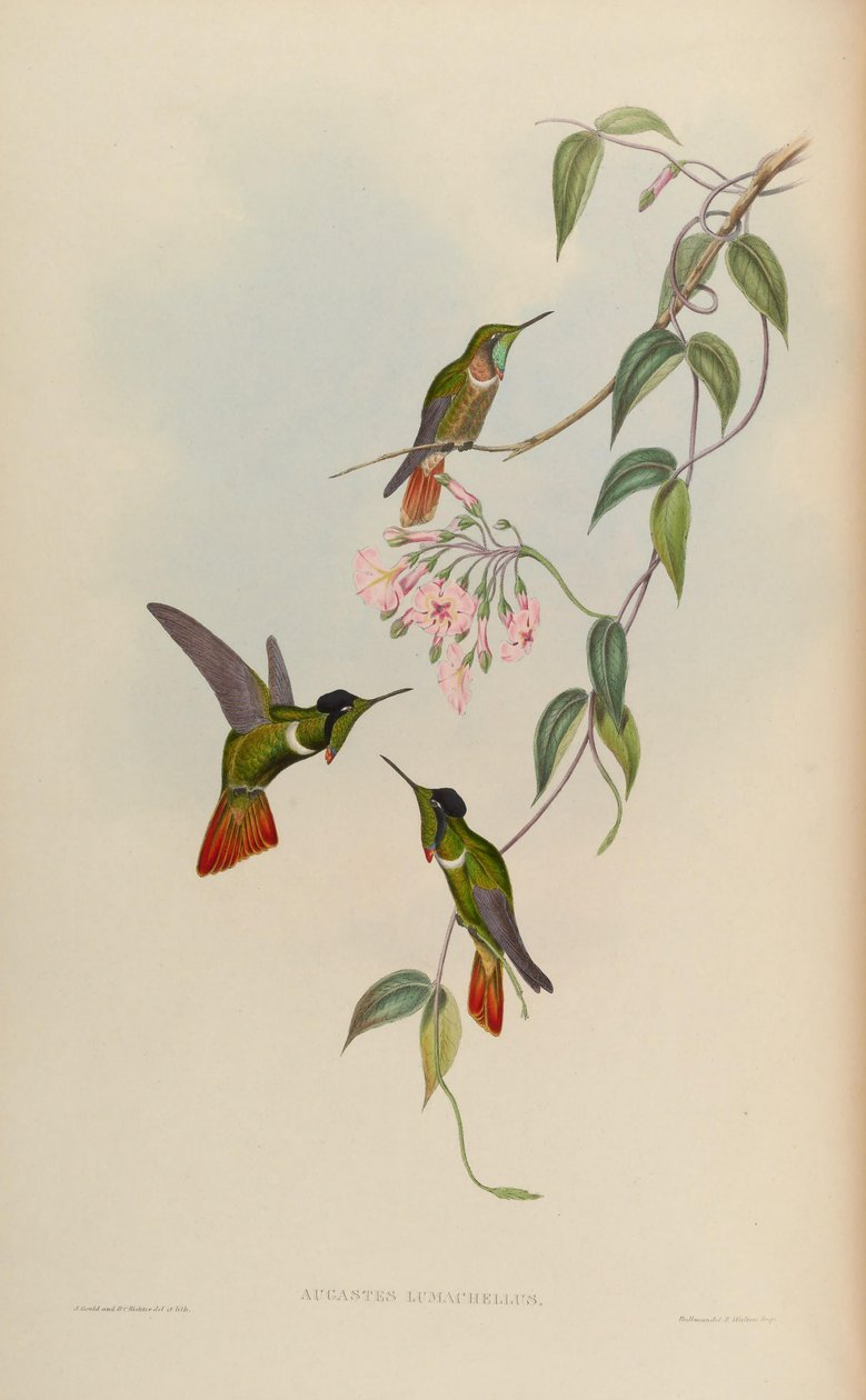 Augastes lumachellus av John Gould