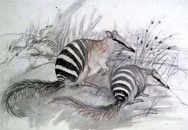 Bandad myrslok, 1800-tal (penna och tvätt) av John Gould
