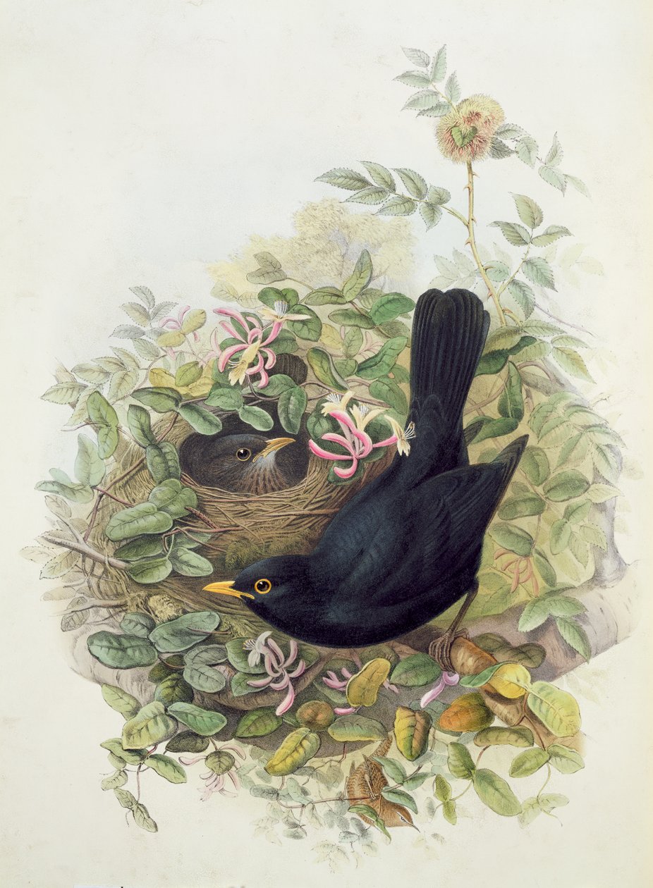 Svartfågel, 1873 (penna, wc på papper) av John Gould