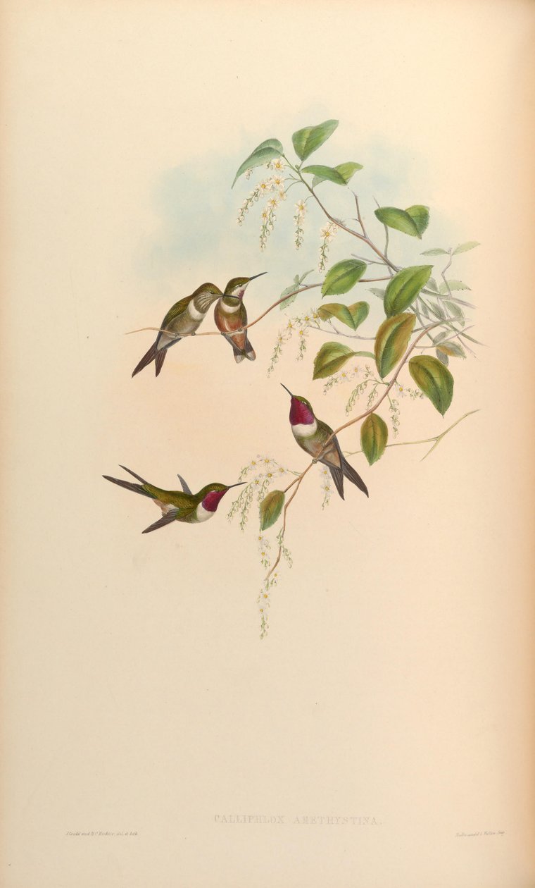 Calliphlox ametystina av John Gould